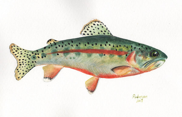 SOLD OUT- Golden trout (Watercolor on cold press paper)