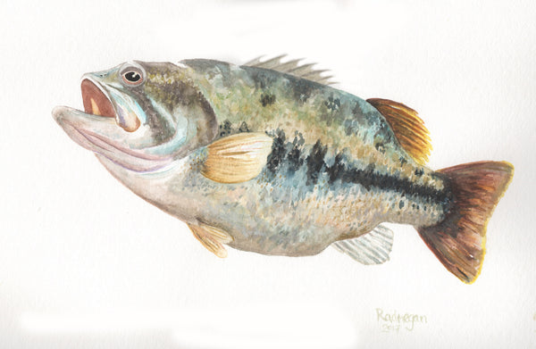 Largemouth Bass (Watercolor on cold press)