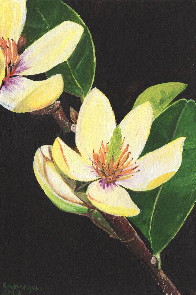 Framed Botanic Painting Magnolia Branch