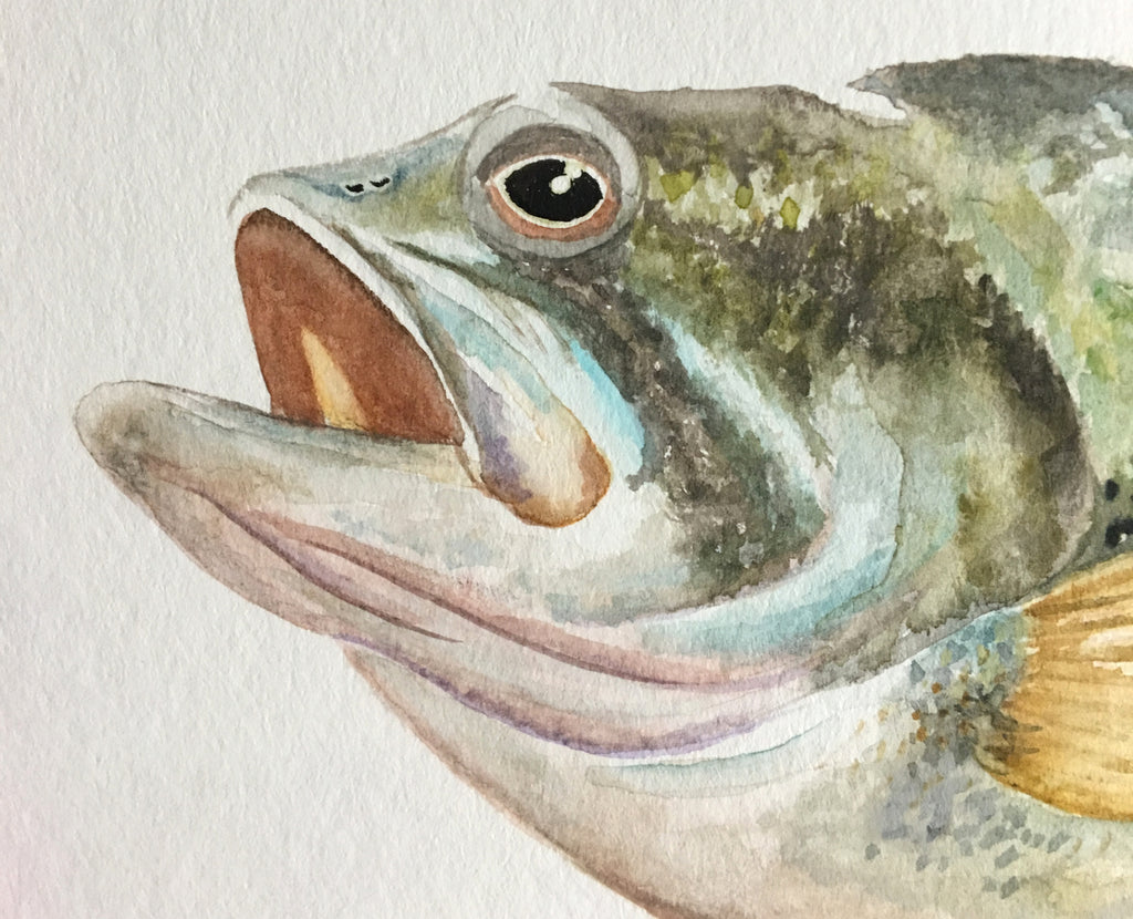 Largemouth Bass (Watercolor on cold press)