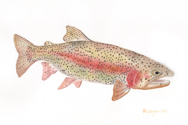 SOLD OUT- Rainbow Trout (Watercolor on cold press paper)