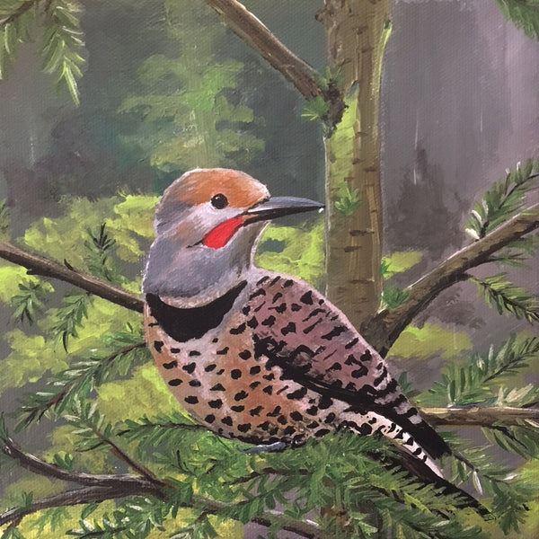 Northern Flicker