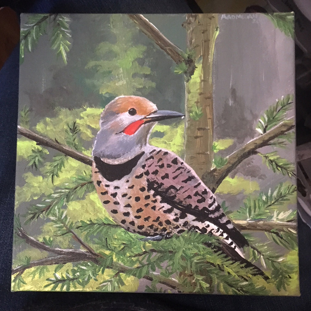 Northern Flicker