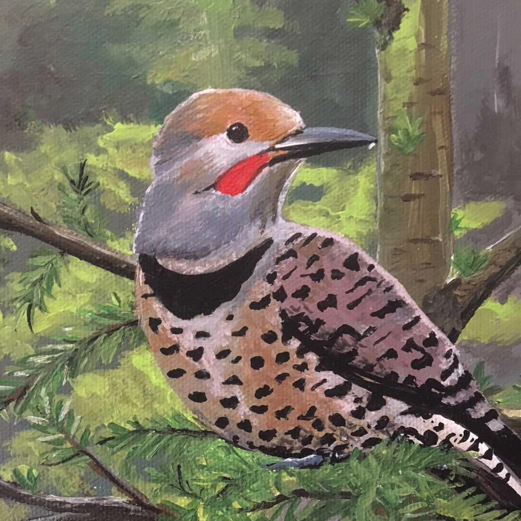 Northern Flicker